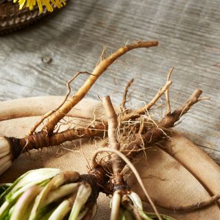 Extract de rădăcină de păpădie