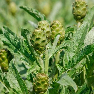 Extract de frunză de anghinare