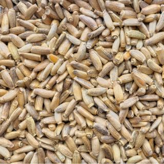 Extract de semințe de armurariu (ciulin de lapte)