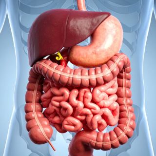 Regenerează mucoasa sistemului digestiv