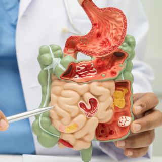 Susține digestia și absorbția nutrienților